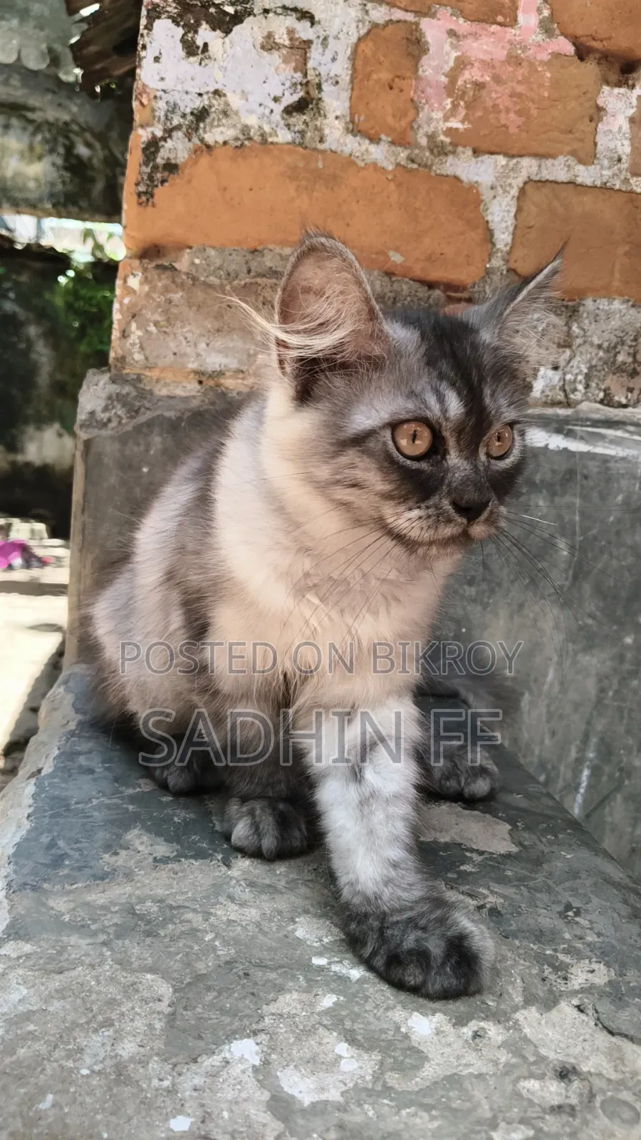 1-3 months Male Purebred Persian