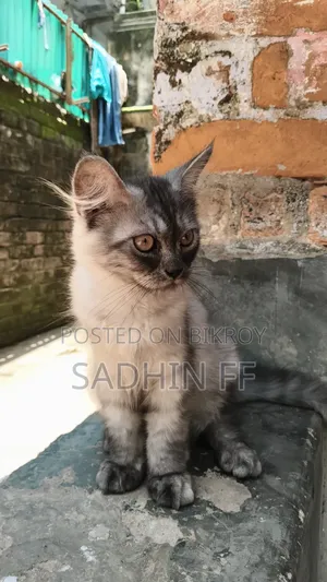1-3 months Male Purebred Persian