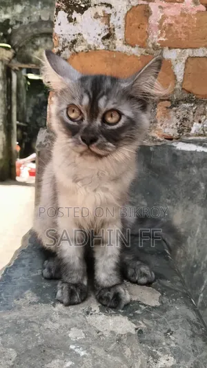 1-3 months Male Purebred Persian