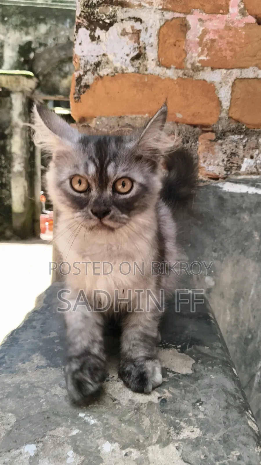 1-3 months Male Purebred Persian
