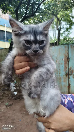 1-3 months Male Purebred Persian