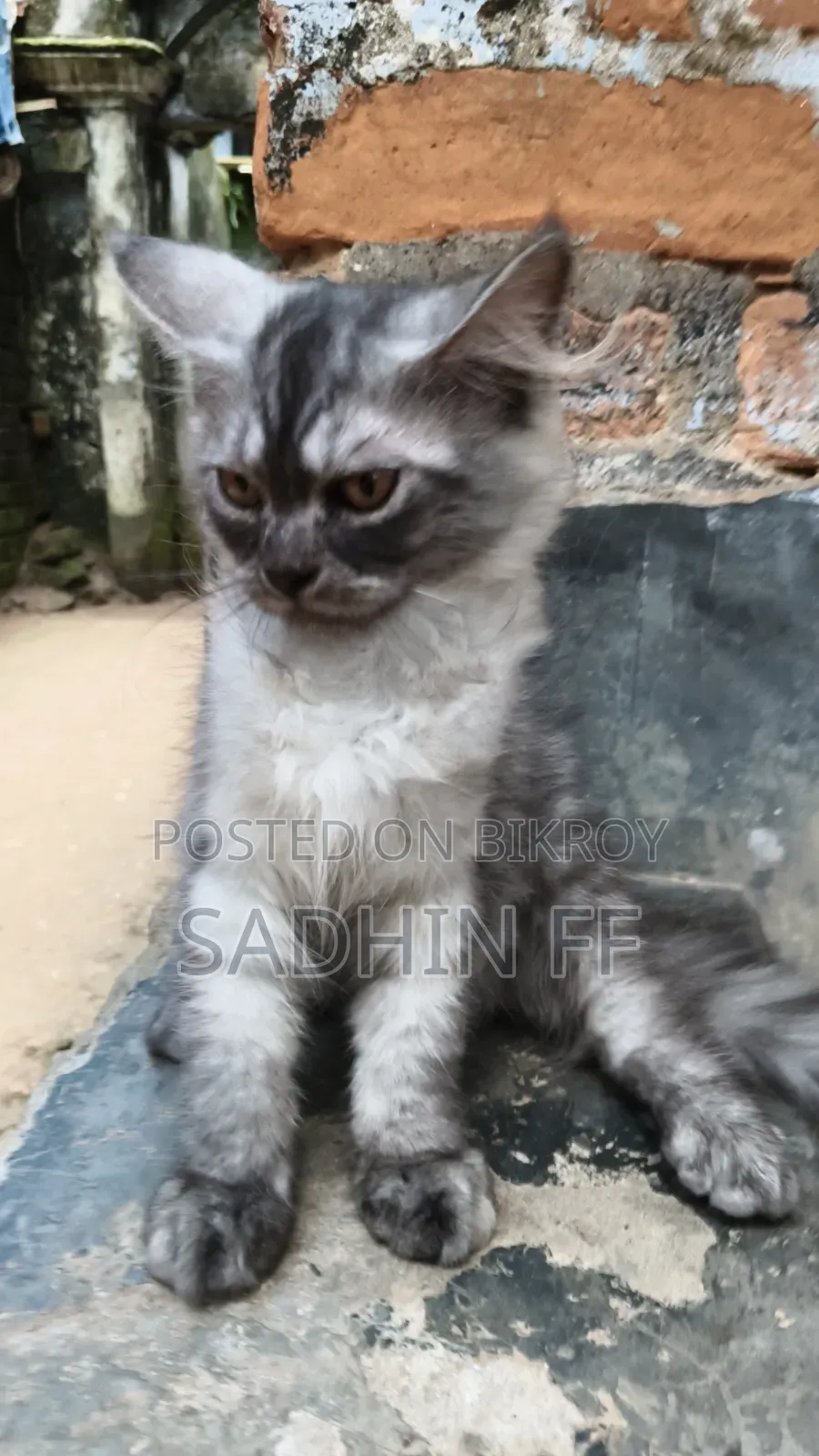 1-3 months Male Purebred Persian
