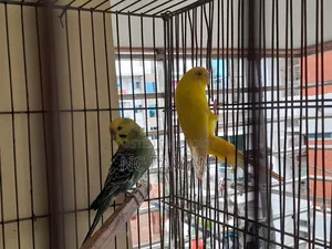 Budgies