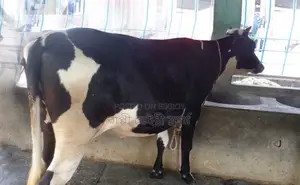 No. 1467 Improved Breed Heifer.
