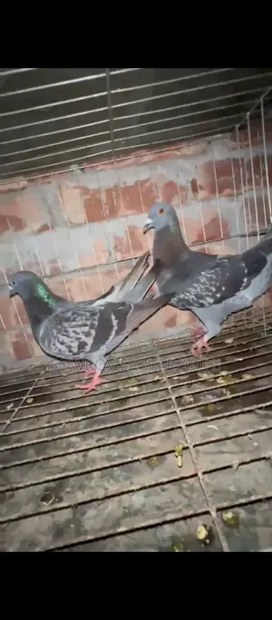 মাক্সি কবুতর