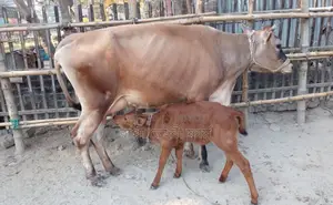 ১৪৬৮নং উন্নত জাতের জার্সি গাভী গরু।