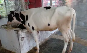 ১৪৬৯ নং ভালো জাতের বকনা বিক্রয় হবে।