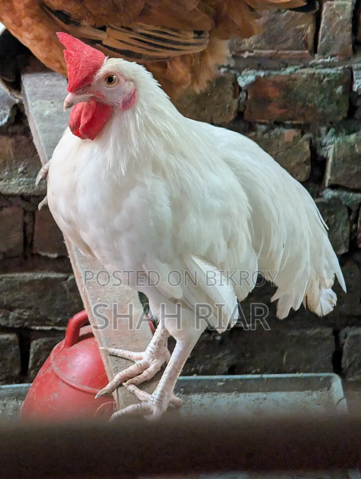 বেশি সাদা মোরগ