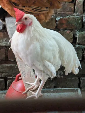 বেশি সাদা মোরগ