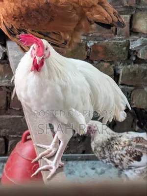 বেশি সাদা মোরগ