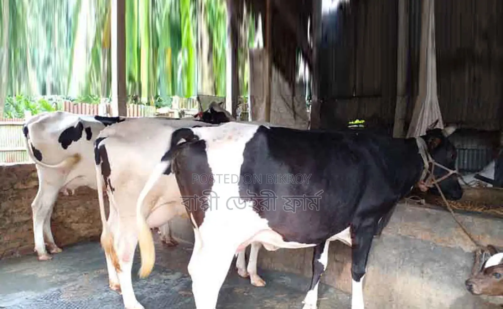 ১৪৭৯নং বাছাই কৃত ৩টি গভী গরু বিক্রয় হবে ।