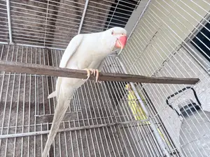 Albino Ringneck Baby Self Feed