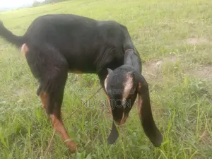 Haryana female goat age 4.5 months will breed, eats everything