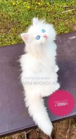 1-3 Months Female Purebred Persian