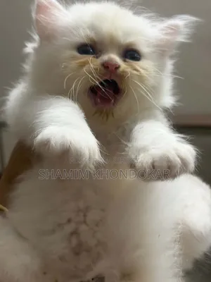 1-3 Months Female Purebred Persian