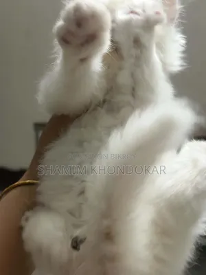 1-3 Months Female Purebred Persian