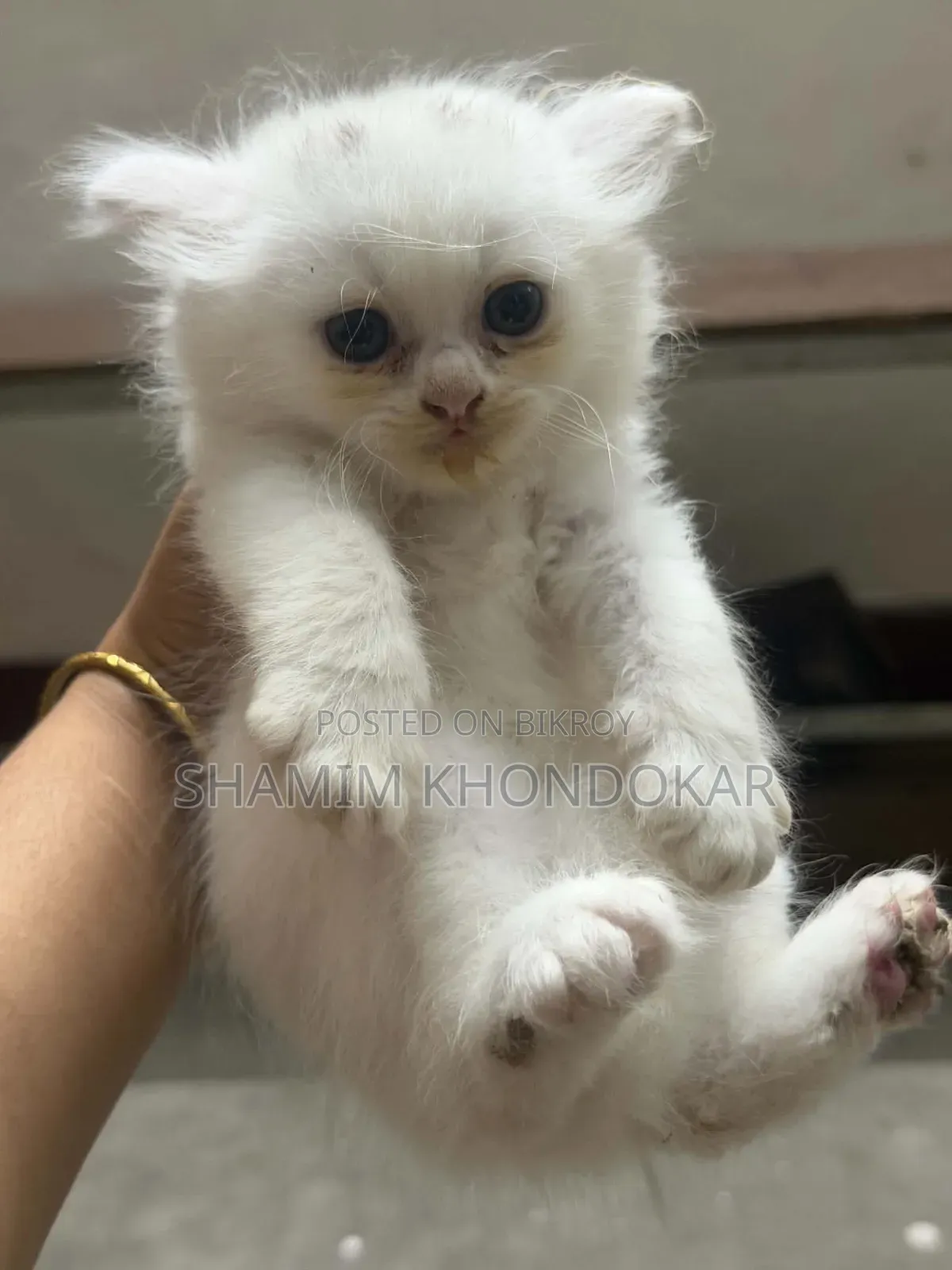 1-3 Months Female Purebred Persian