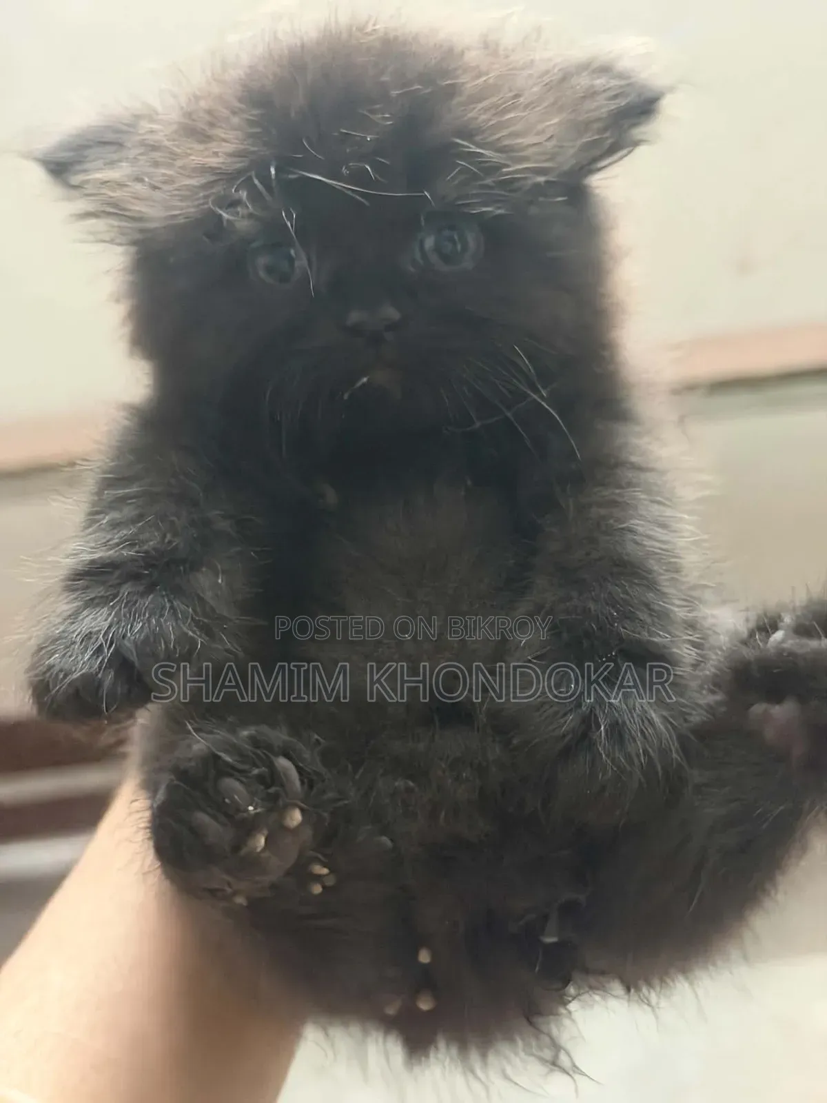 1-3 Months Female Purebred Persian