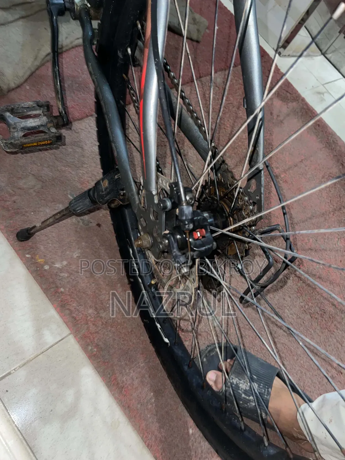 ২৫" ফিনিক্স টর্নেডো ২১ (২ মাস)