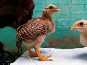 আসিল মুরগি