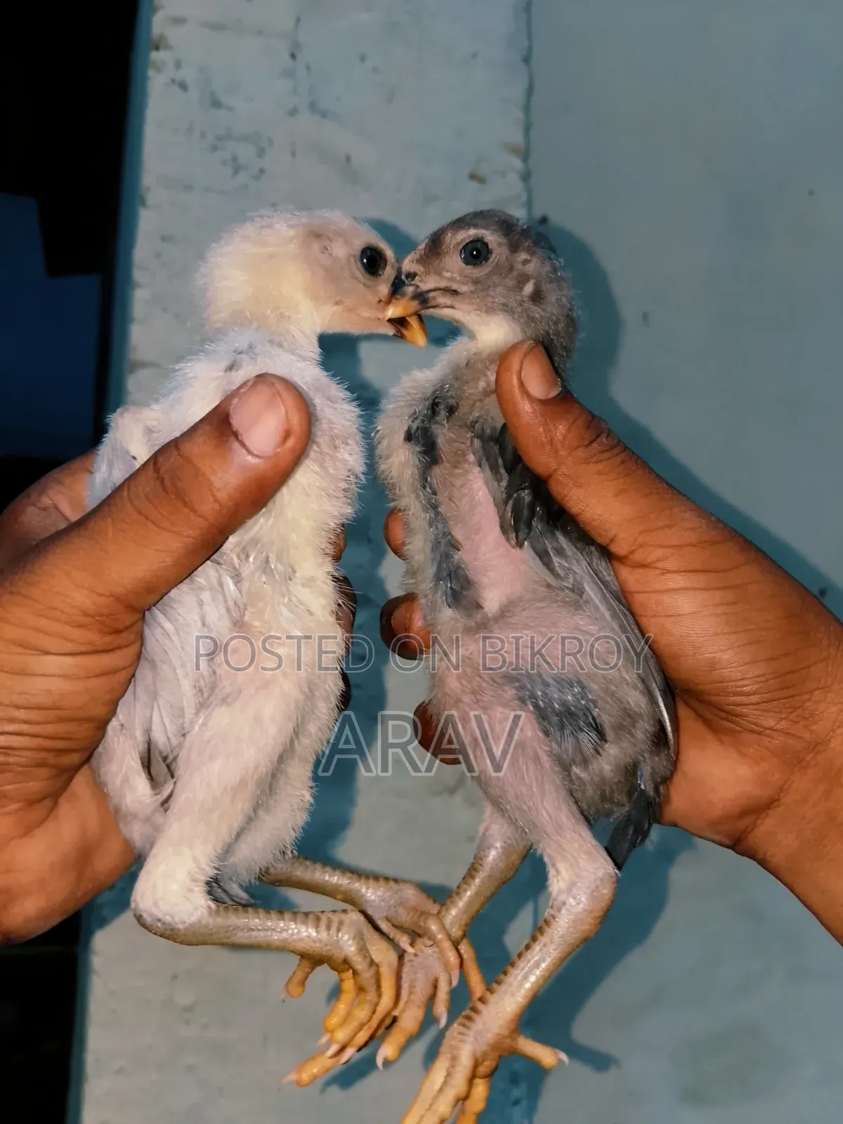 আসিল মুরগি