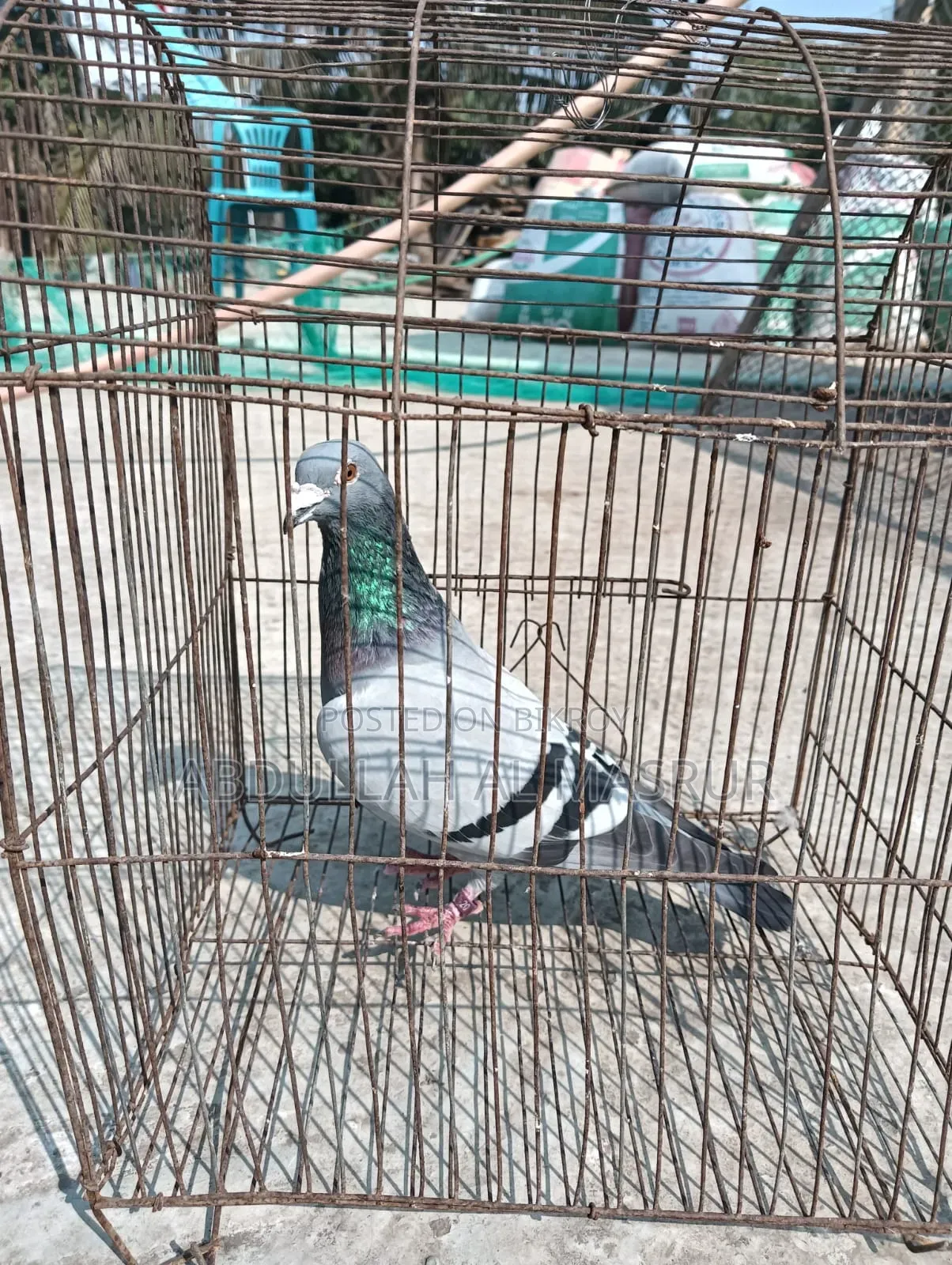 Kobutor Bikri