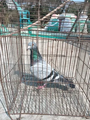 Kobutor Bikri