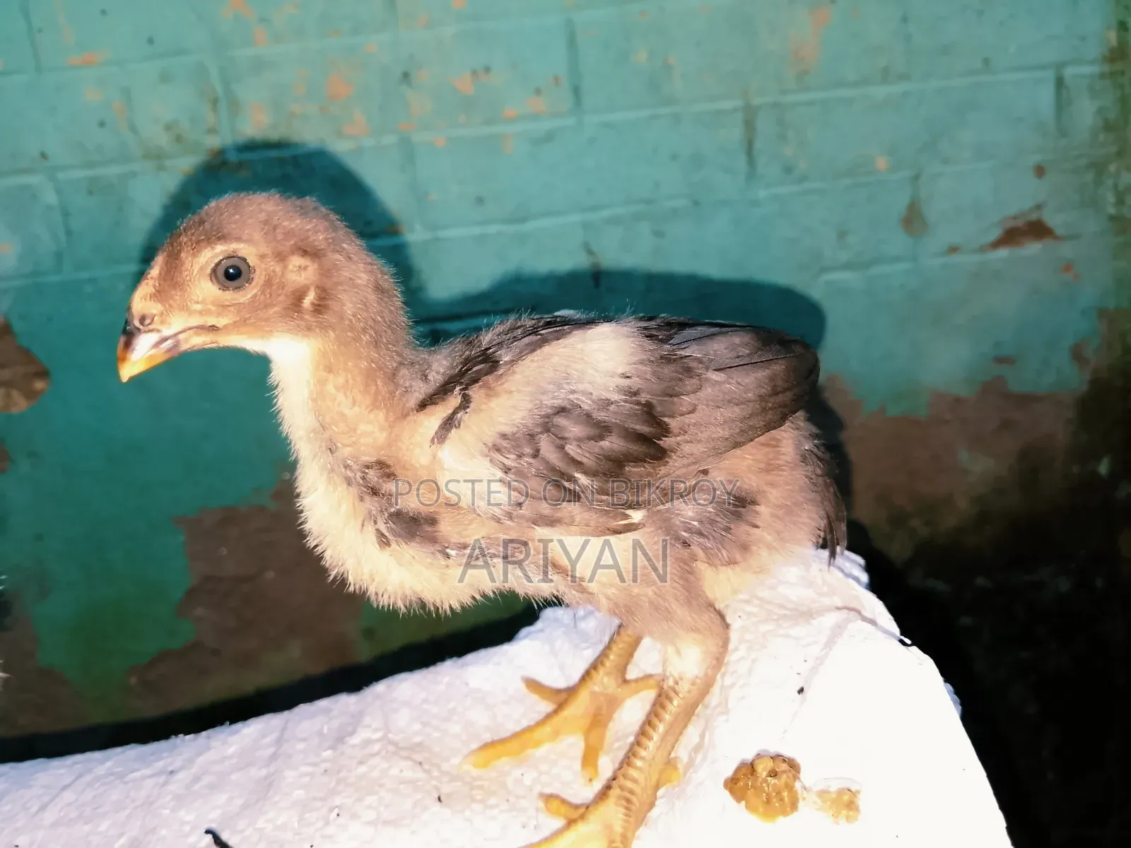 আসিল মুরগির বাচ্চা
