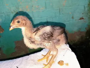 আসিল মুরগির বাচ্চা