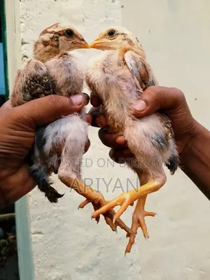 আসিল মুরগির বাচ্চা