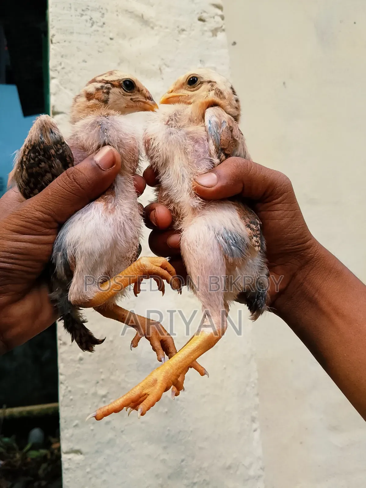 আসিল মুরগির বাচ্চা