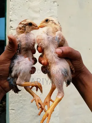 আসিল মুরগির বাচ্চা