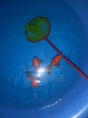 গোল্ডফিশ অ্যাকুরিয়াম ফিশ