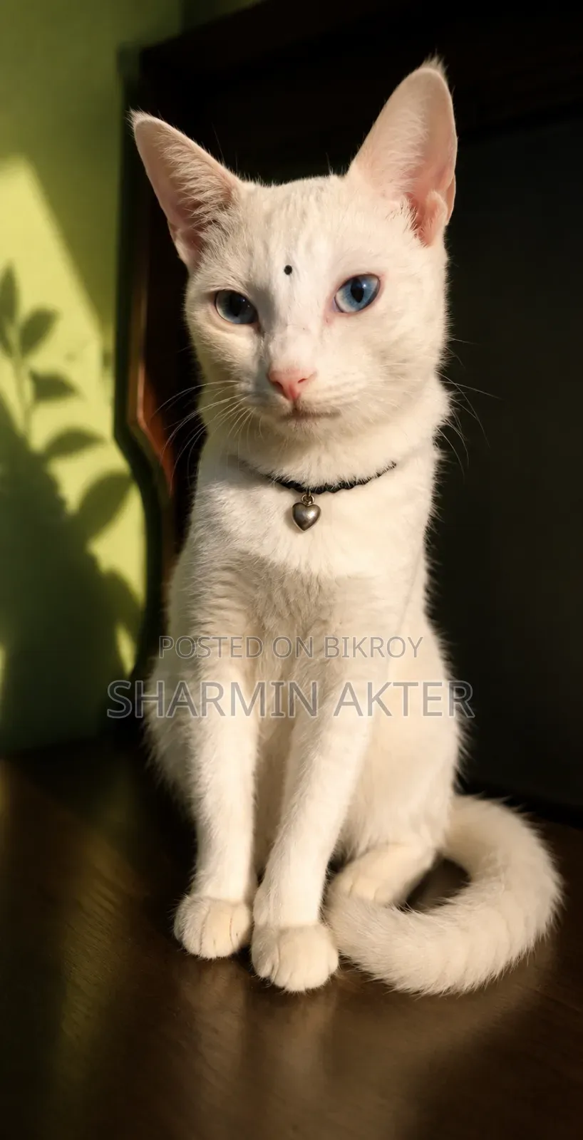 3-6 Months Female Mixed Breed Cat