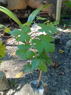 Various types of plants for sale. Price 200-700 depending on variety