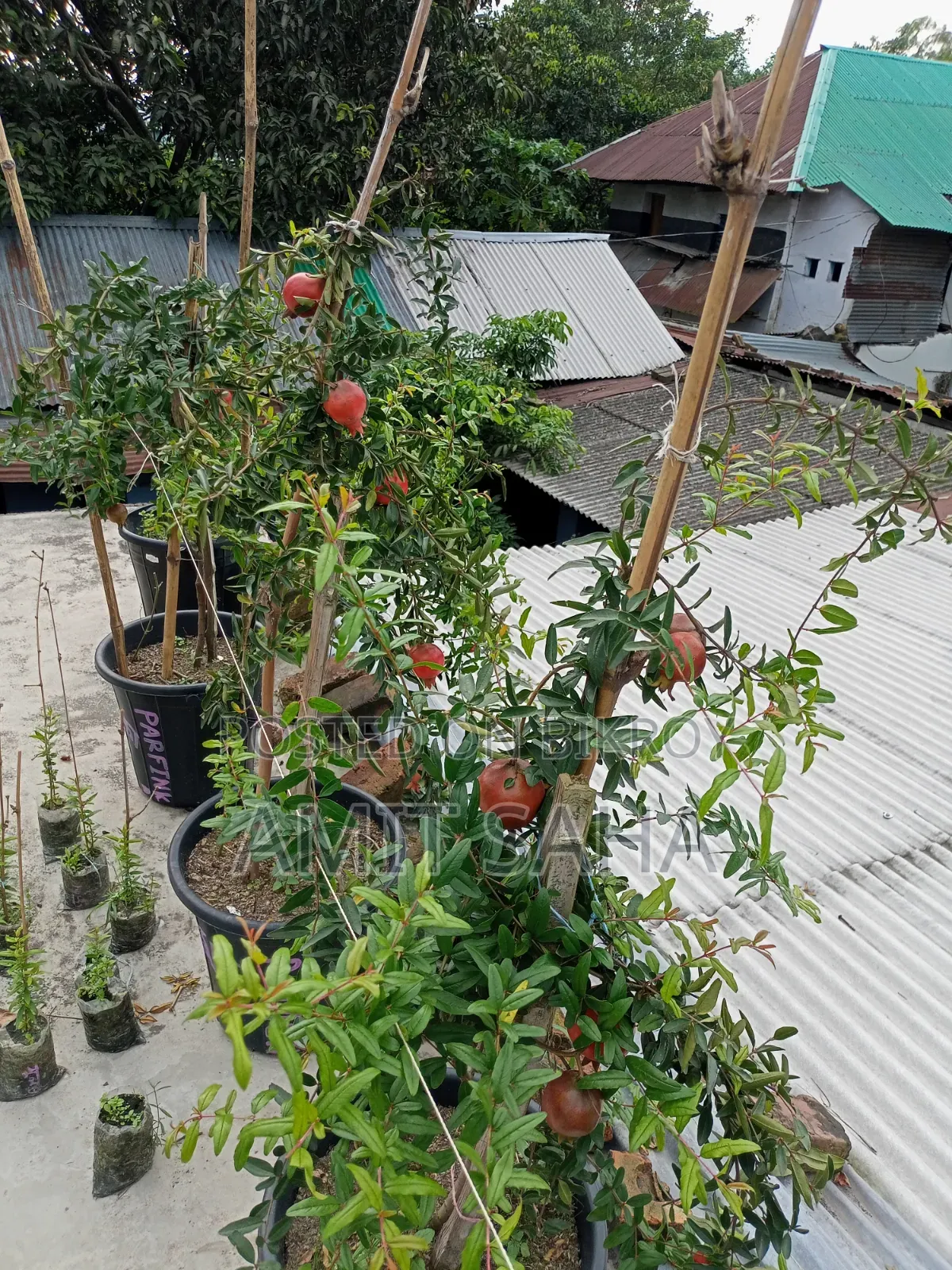 Various types of plants for sale. Price 200-700 depending on variety