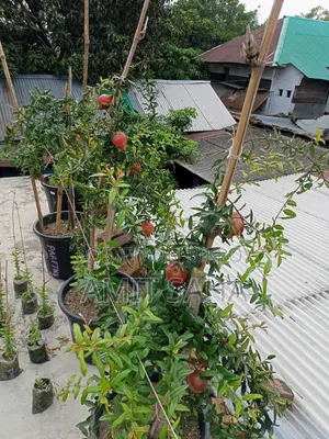Various types of plants for sale. Price 200-700 depending on variety