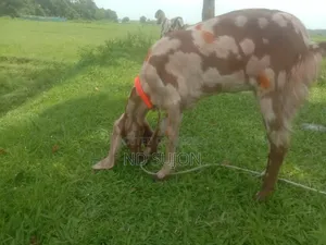 Tota Pari Cross Female Goat Age 6+