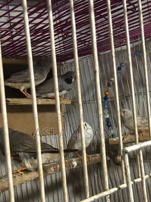 Finch Bird Sell