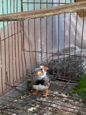 Male Finch