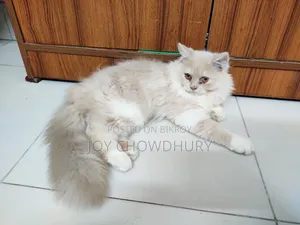 1-3 Months Male Purebred Persian