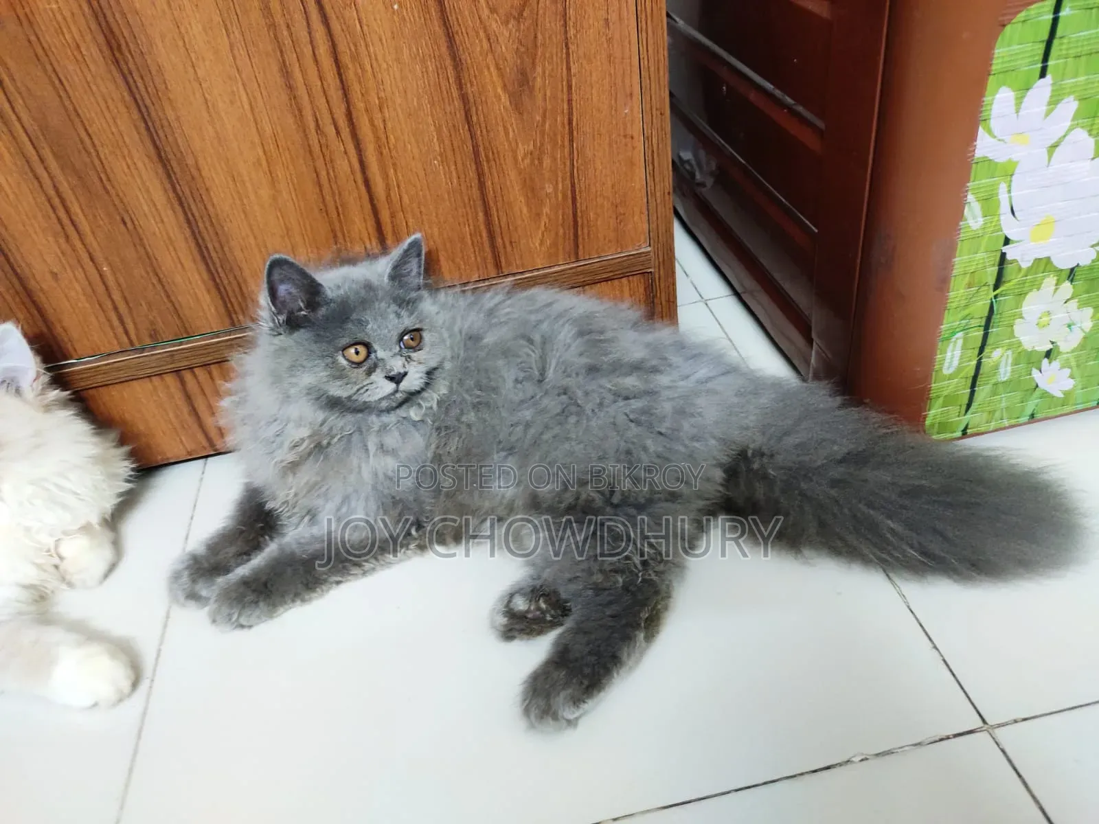 1-3 Months Male Purebred Persian