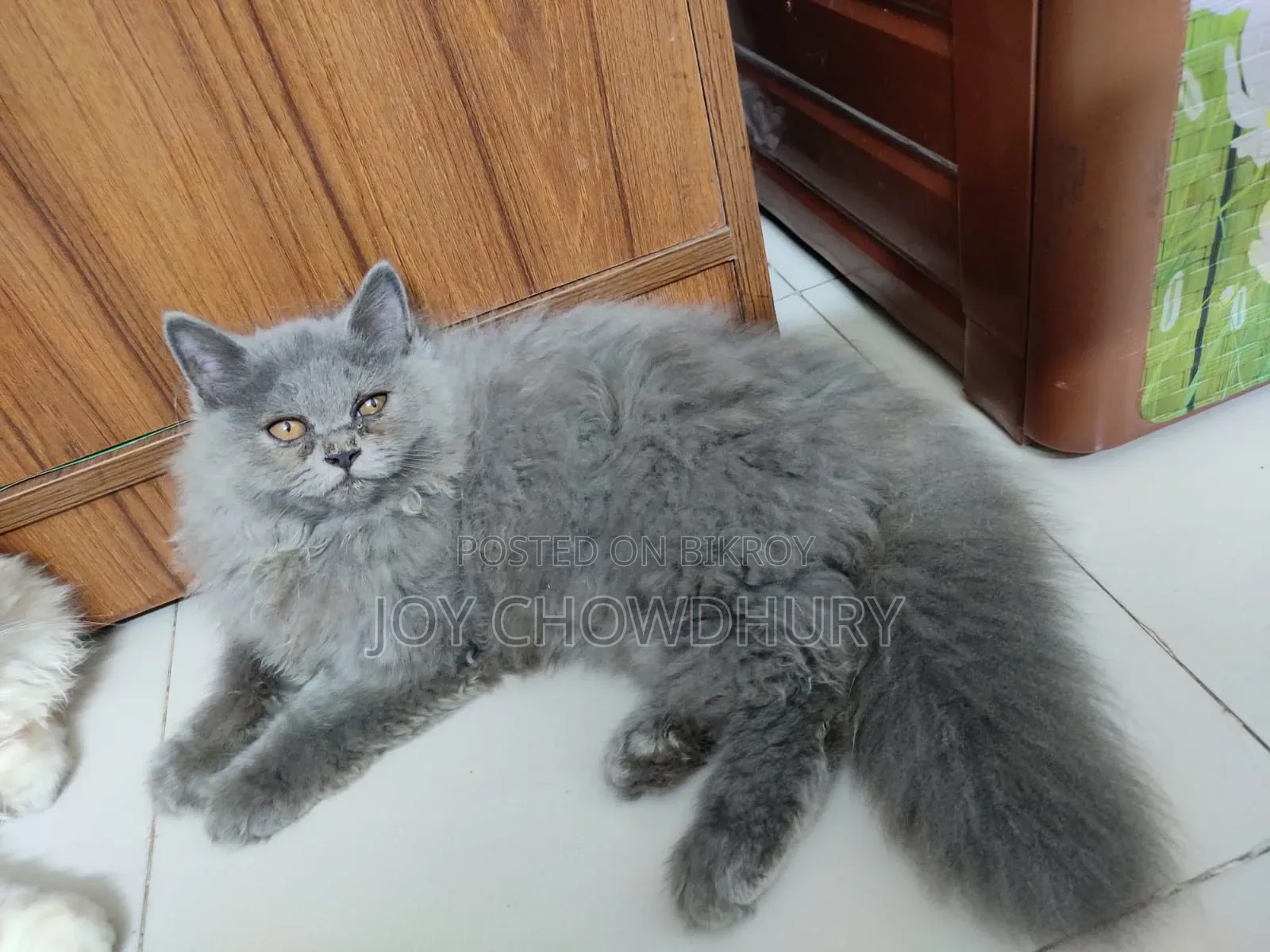 1-3 Months Male Purebred Persian