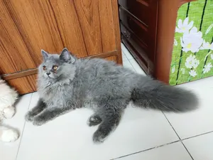 1-3 Months Male Purebred Persian