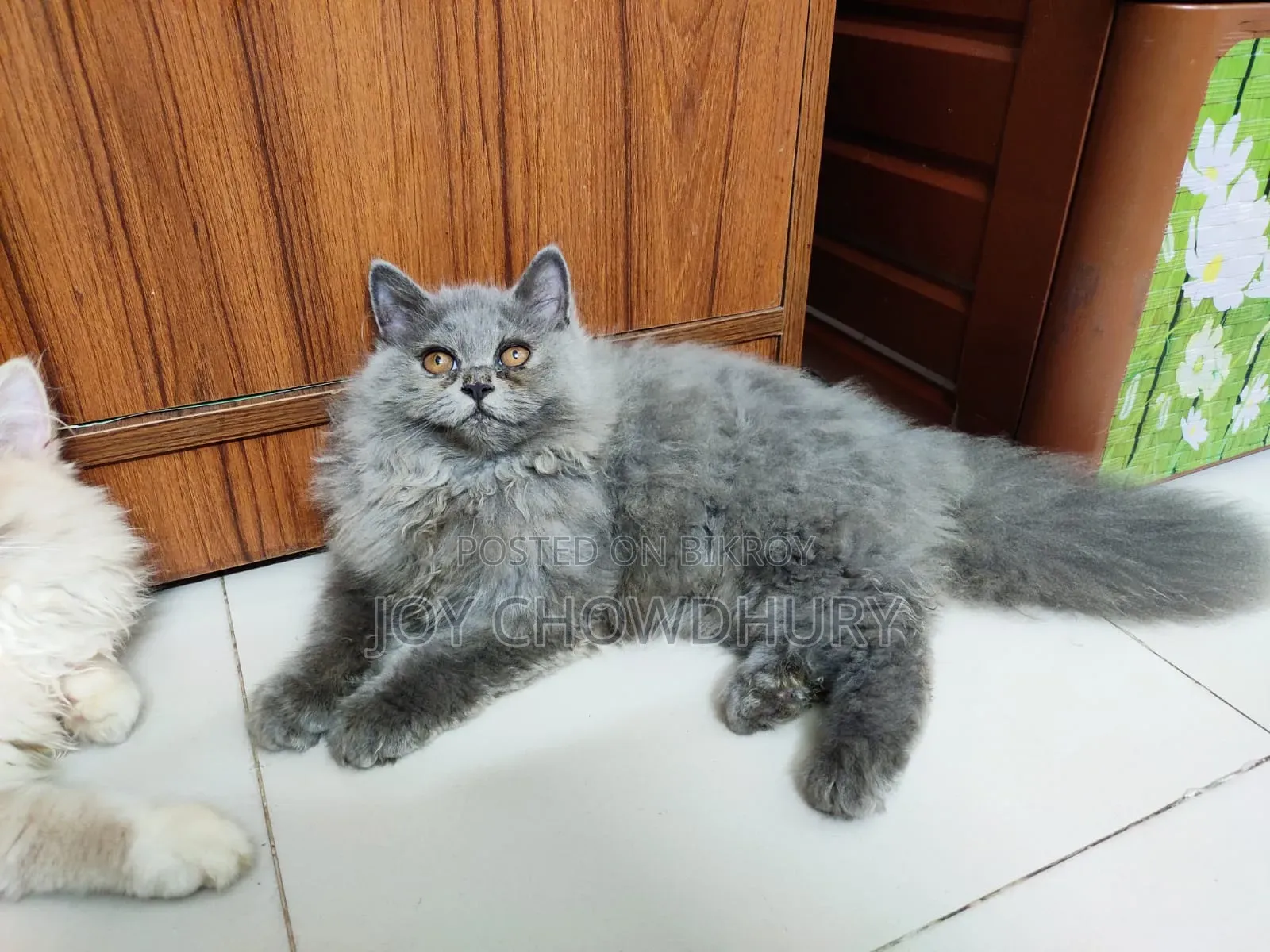 1-3 Months Male Purebred Persian