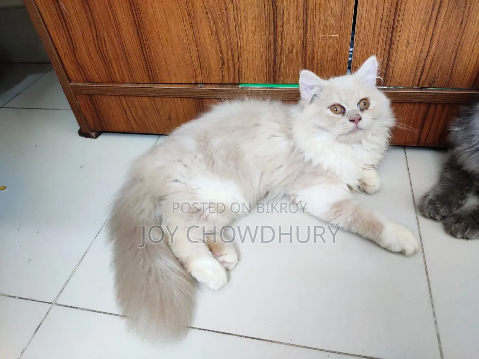 1-3 Months Male Purebred Persian