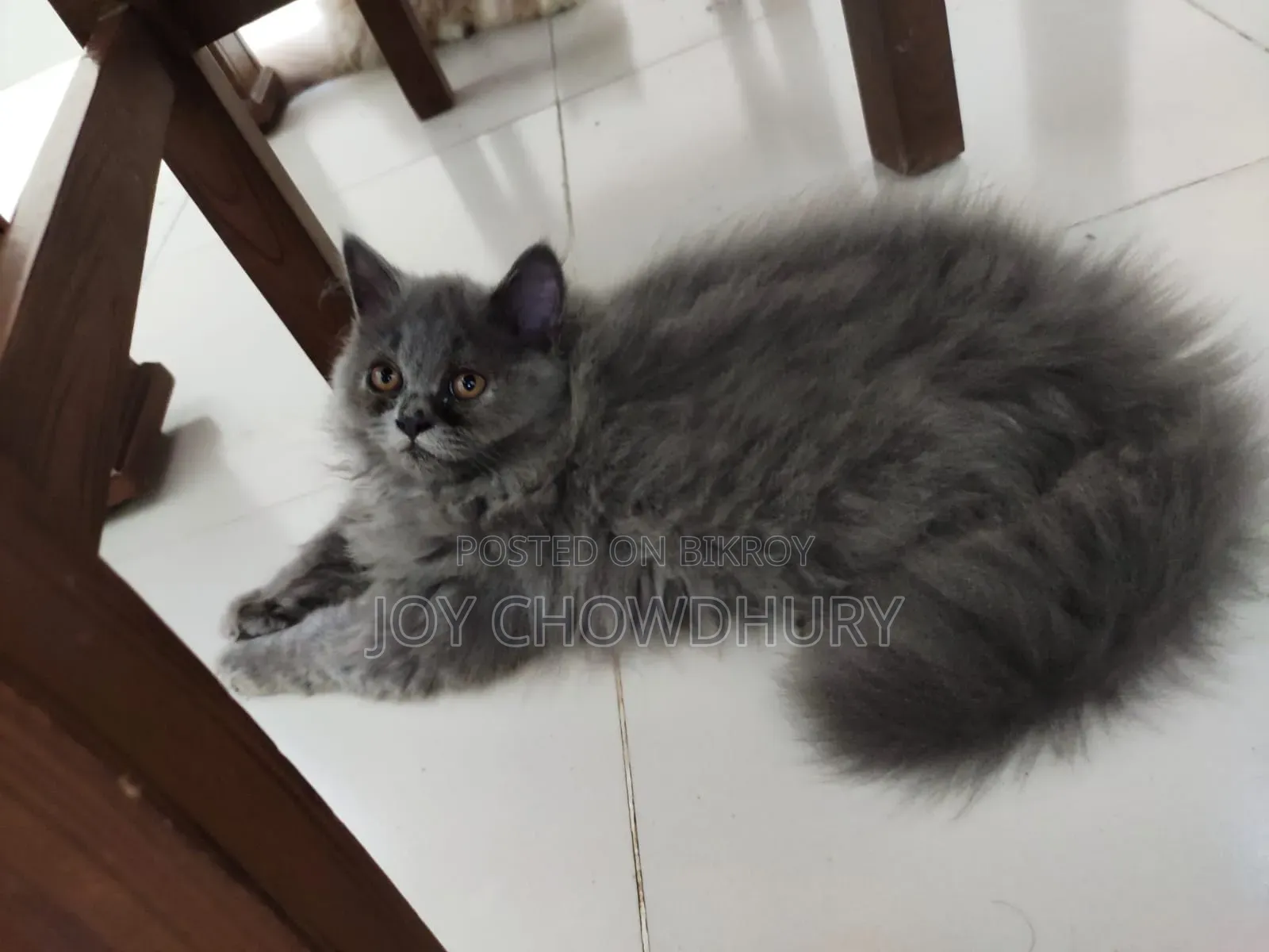 1-3 Months Male Purebred Persian