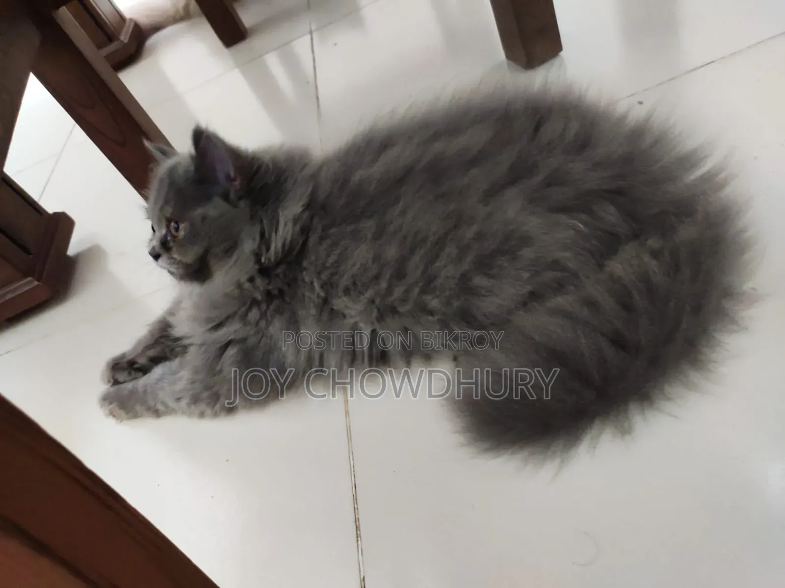 1-3 Months Male Purebred Persian