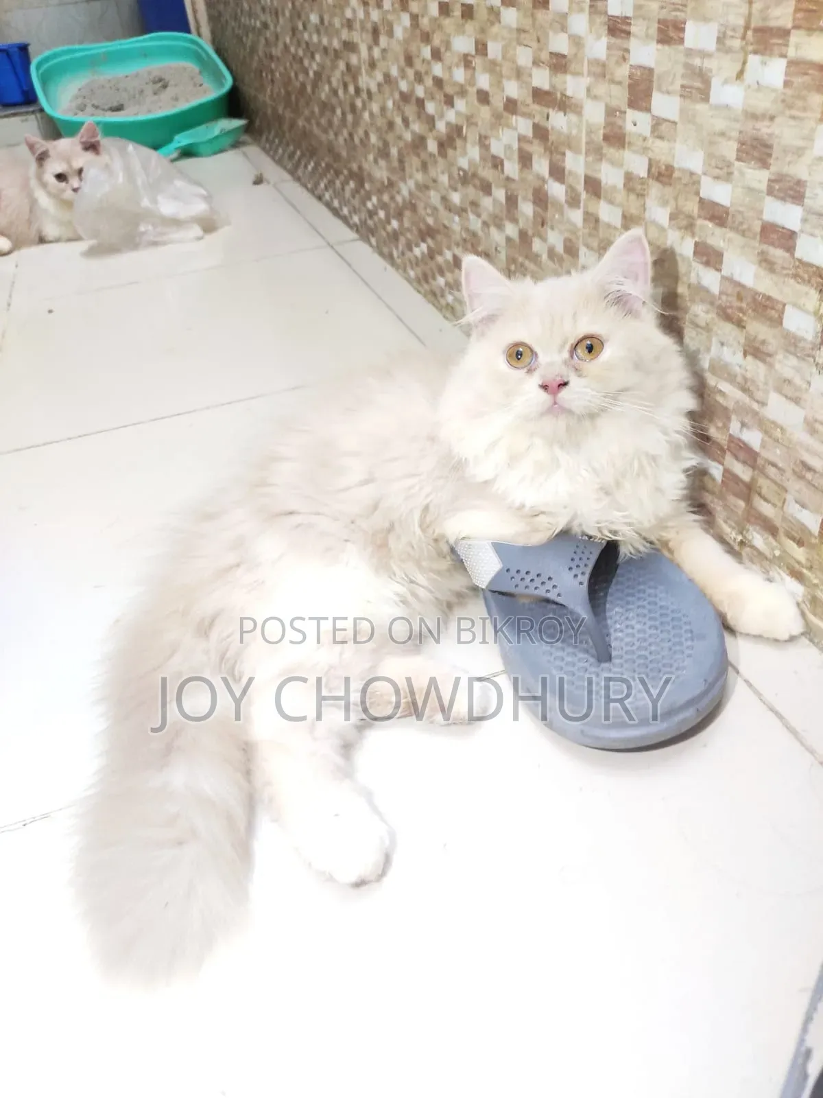 1-3 Months Male Purebred Persian