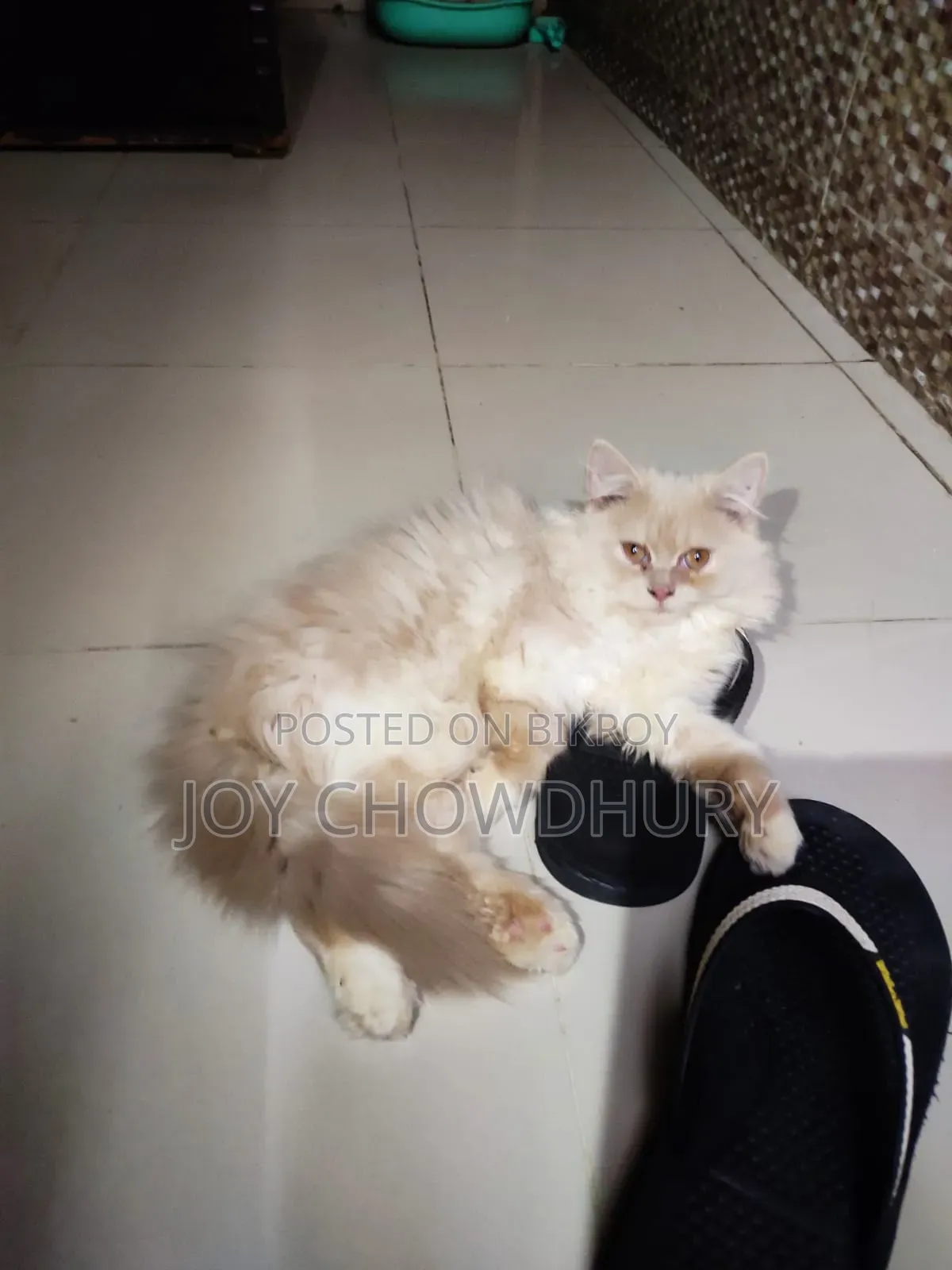 1-3 Months Male Purebred Persian